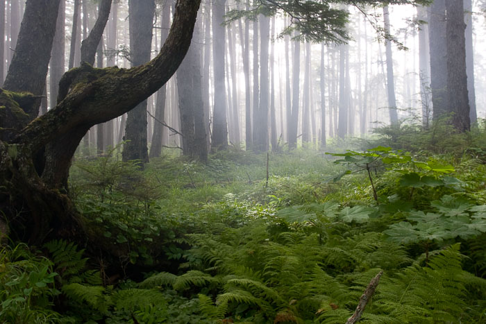 Coastal Southeast Alaska - Petersburg area