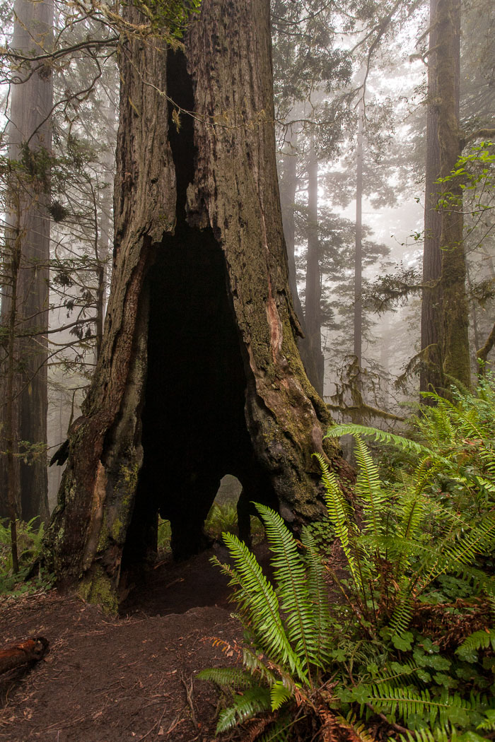 Redwoods National and State Parks