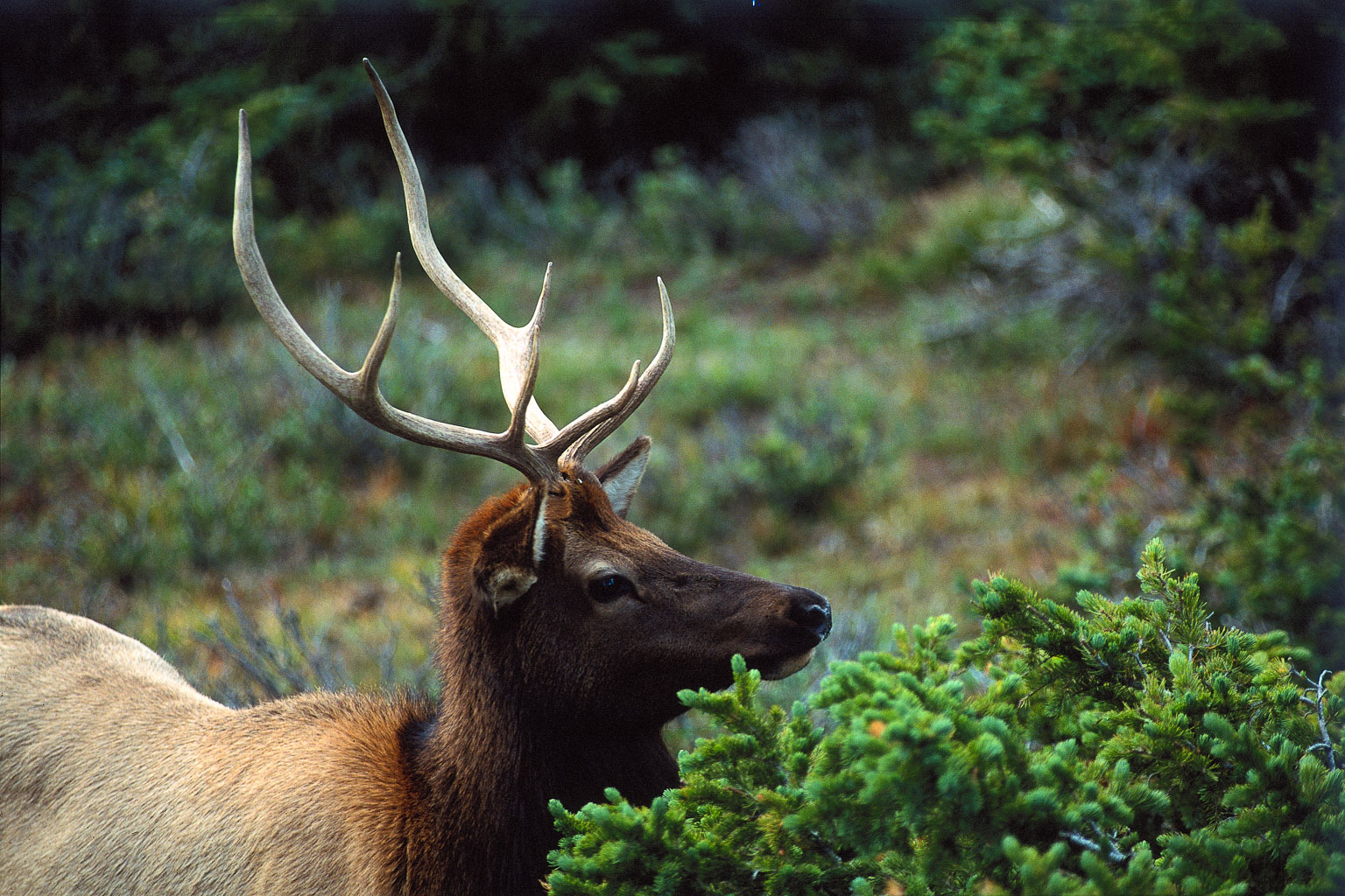 RMNP-Elk.jpg
