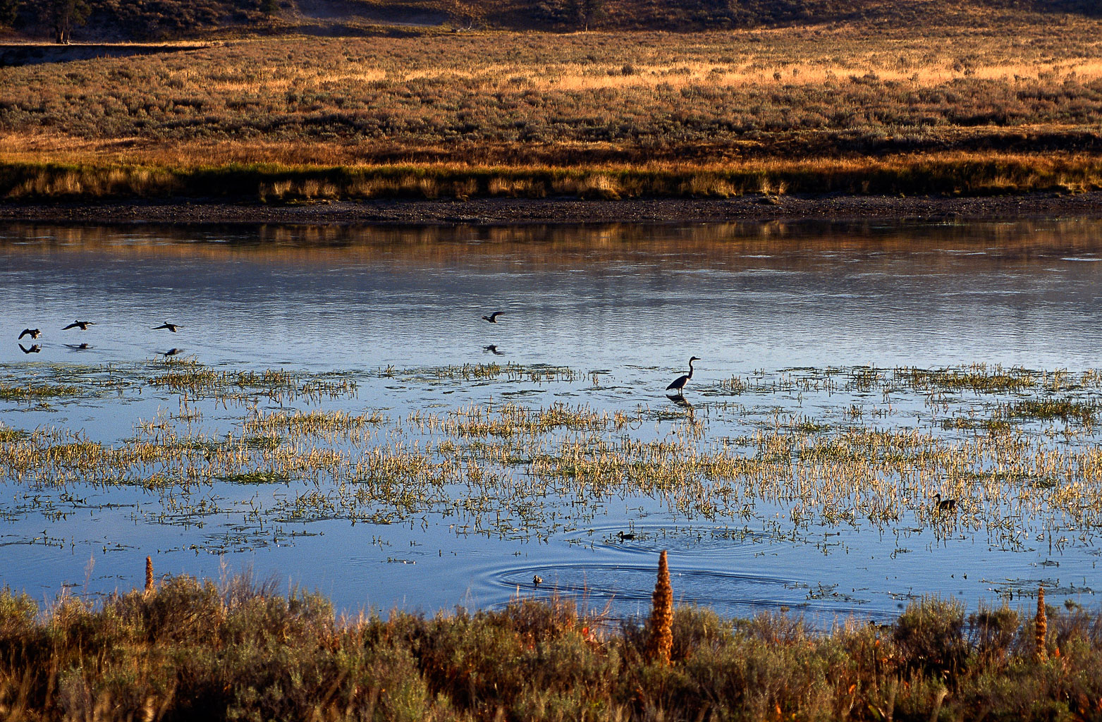 heron_dawn_water.jpg