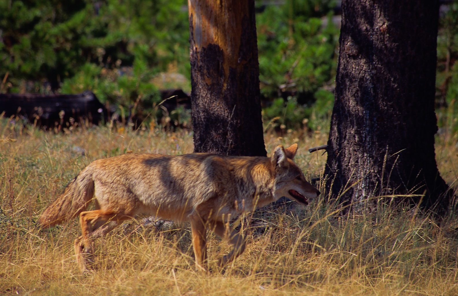 coyote.2.jpg