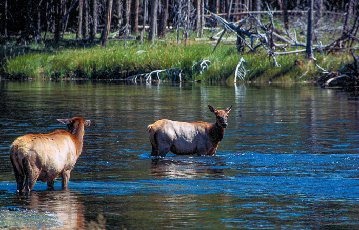 river-elk-1.jpg