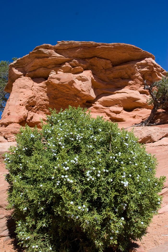 Arches National Park