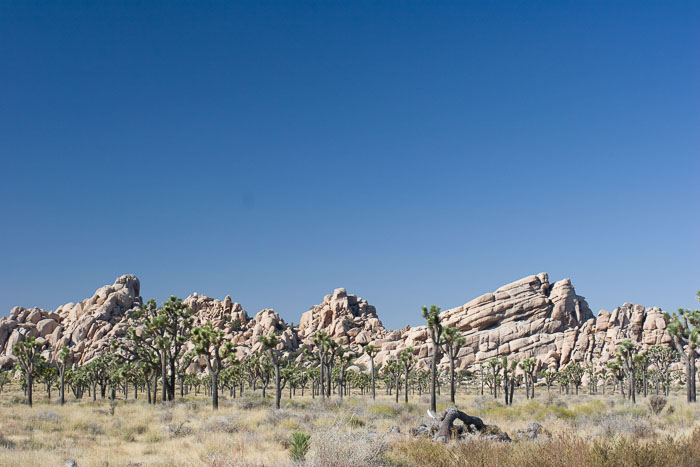 Joshua Tree National Park