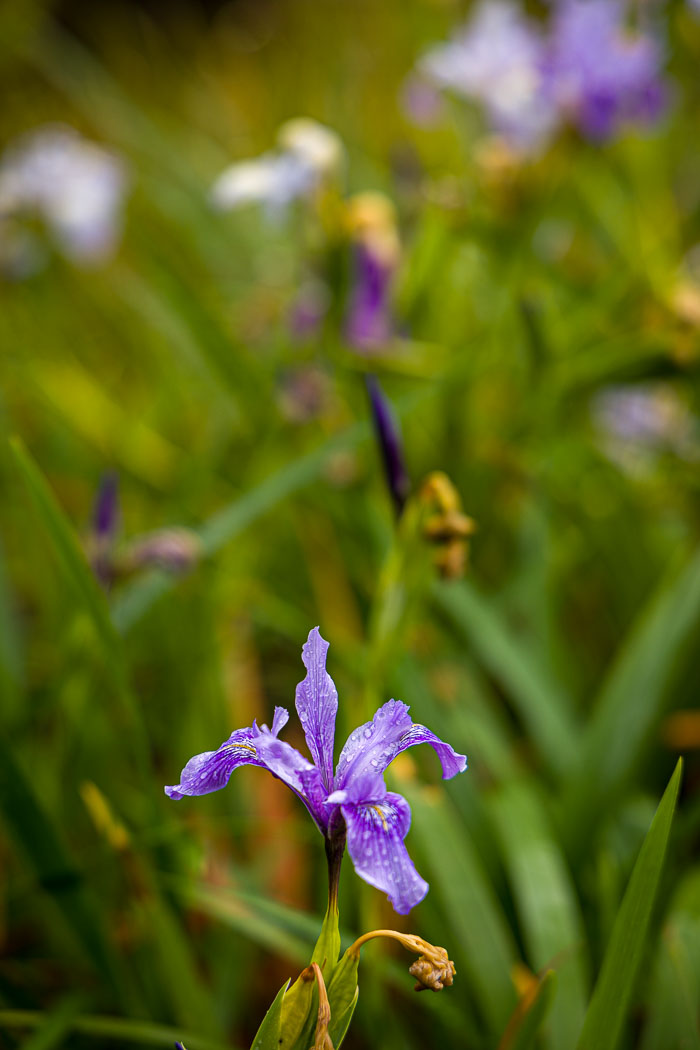 20230428-_MG_7593.jpg 20230428-_MG_7593.jpg