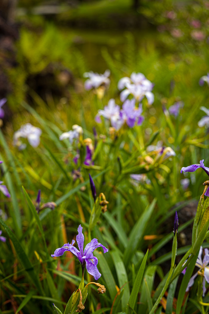 20230428-_MG_7594.jpg 20230428-_MG_7594.jpg