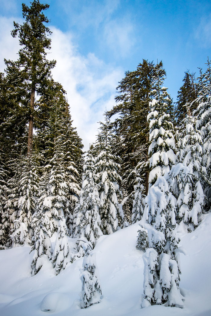 Mt. Hood Winter