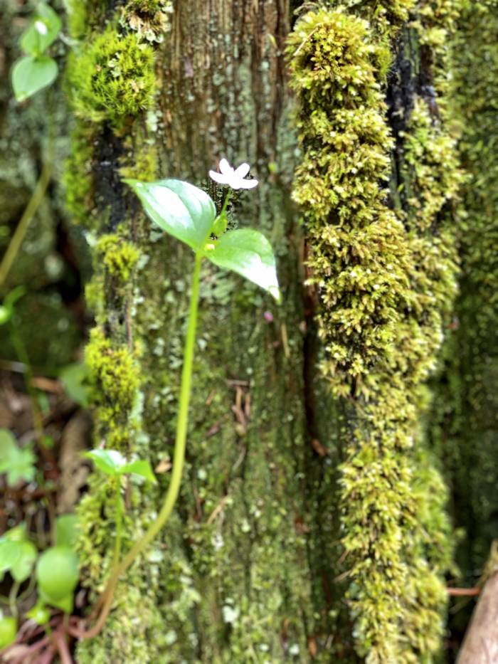 Gales Creek - Step Creek