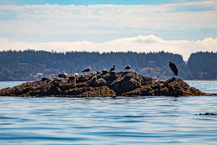 20190723-IMG_2451.jpg 20190723-IMG_2451.jpg