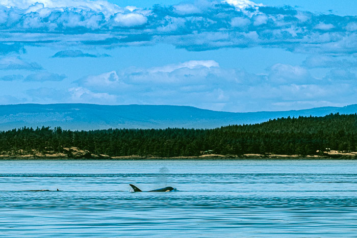 20210724-IMG_5305.jpg 20210724-IMG_5305.jpg