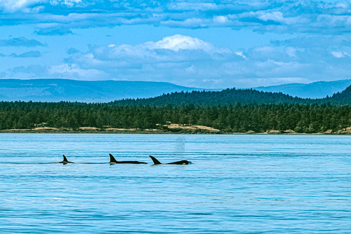 20210724-IMG_5335.jpg 20210724-IMG_5335.jpg