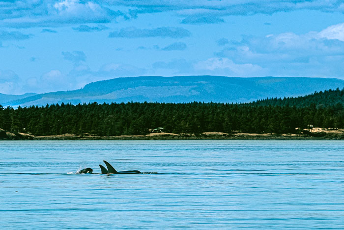 20210724-IMG_5361.jpg 20210724-IMG_5361.jpg