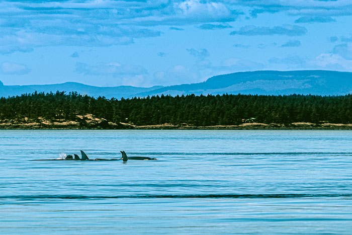 20210724-IMG_5397.jpg 20210724-IMG_5397.jpg