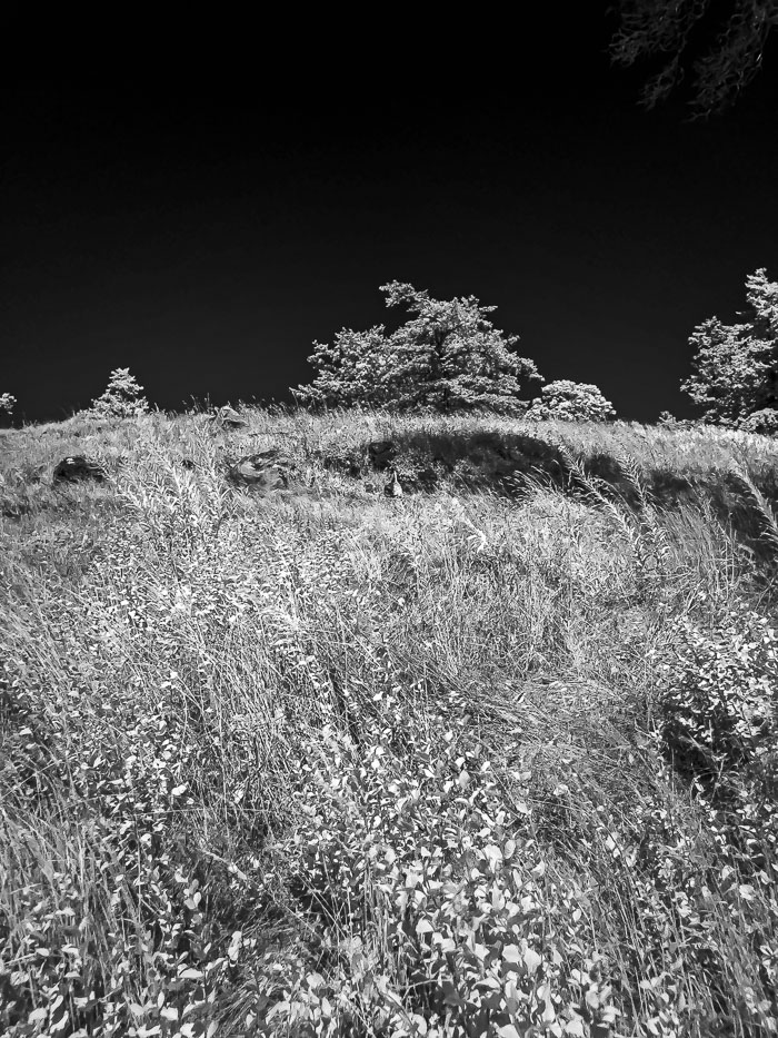 20210725-IMG_1417.jpg 20210725-IMG_1417.jpg