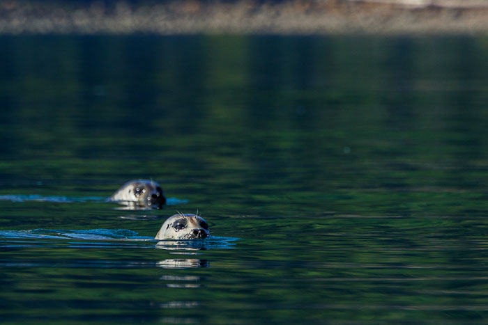 20230812-IMG_0950.jpg 20230812-IMG_0950.jpg