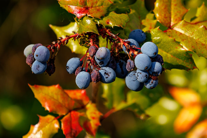 20240717-IMG_9901.jpg 20240717-IMG_9901.jpg