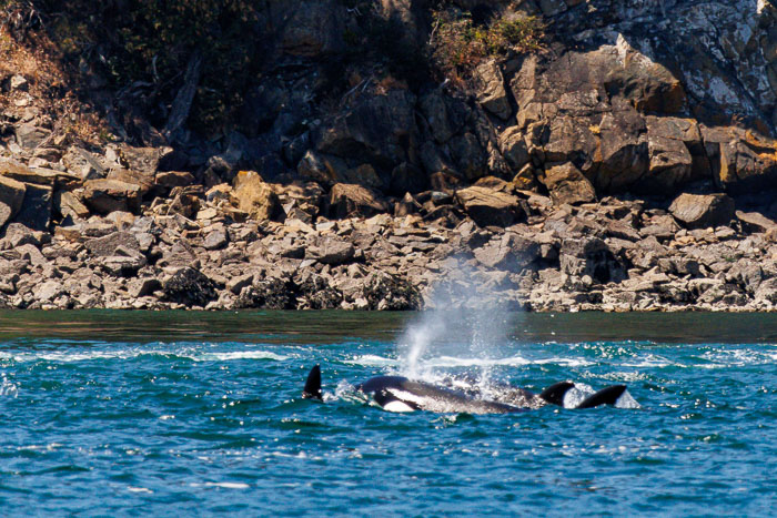 20240720-IMG_0345-Enhanced-SR.jpg 20240720-IMG_0345-Enhanced-SR.jpg