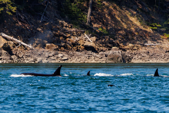 20240720-IMG_0446-Enhanced-SR.jpg 20240720-IMG_0446-Enhanced-SR.jpg