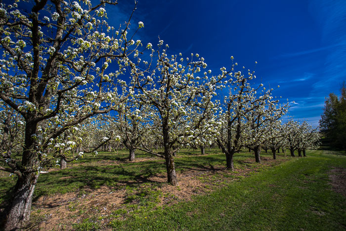 Hood River Valley Blossoms Hood River Valley Blossoms