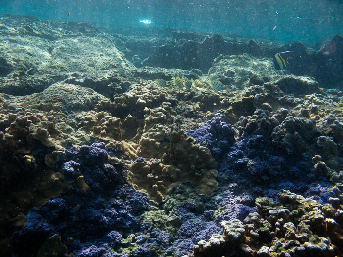 Waiopae Kapoho tide pools