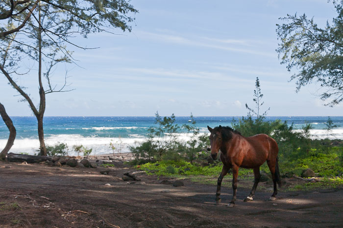 Waipi'o Valley 20101201-IMG_6407.jpg