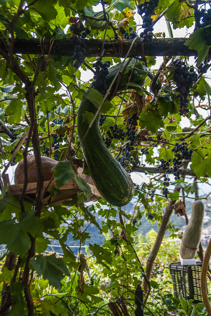 Boxed Cucumbers 20121001-IMG_0444.jpg