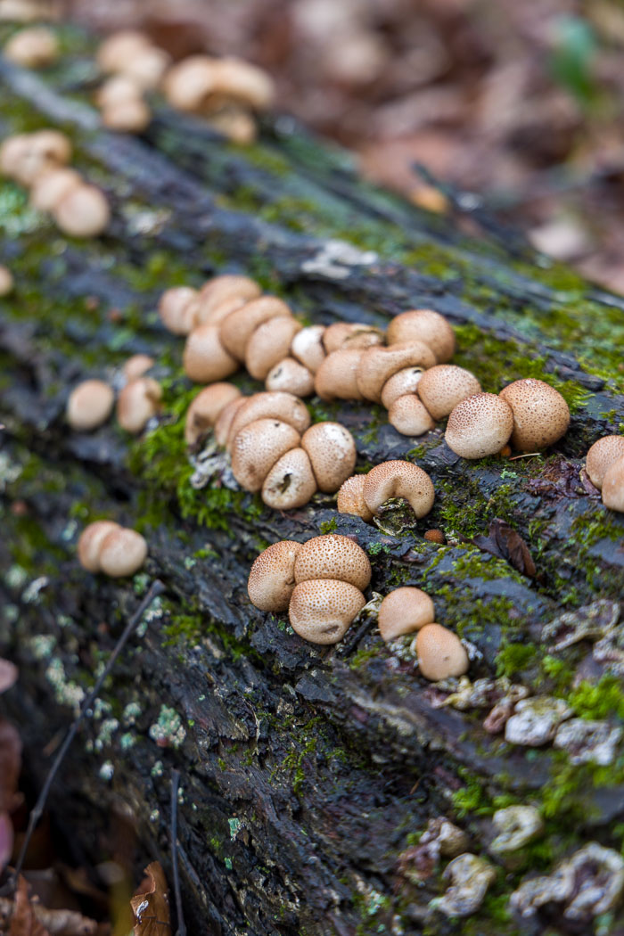 20231014-_MG_0129.jpg 20231014-_MG_0129.jpg