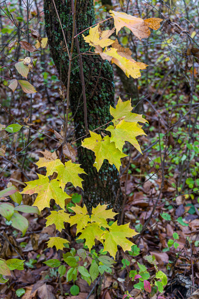 20231014-_MG_0146.jpg 20231014-_MG_0146.jpg