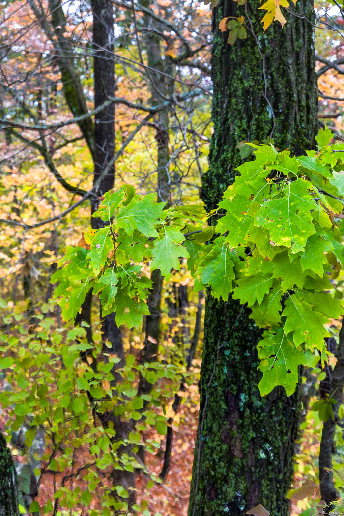 20231014-_MG_0200-HDR.jpg 20231014-_MG_0200-HDR.jpg