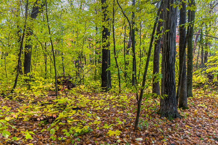 20231014-_MG_0281-HDR.jpg 20231014-_MG_0281-HDR.jpg