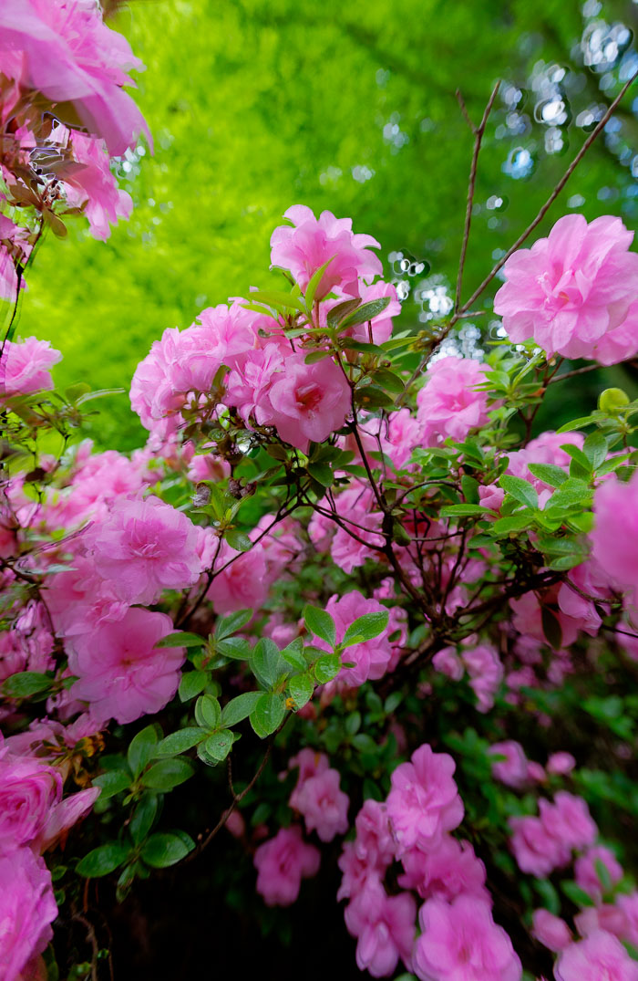 20110613-IMG_6467_8_9.jpg 20110613-IMG_6467_8_9.jpg
