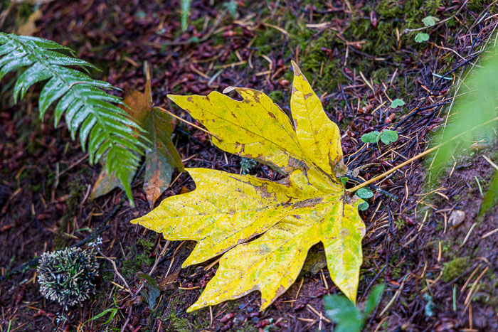 20221024-_MG_2532.jpg 20221024-_MG_2532.jpg