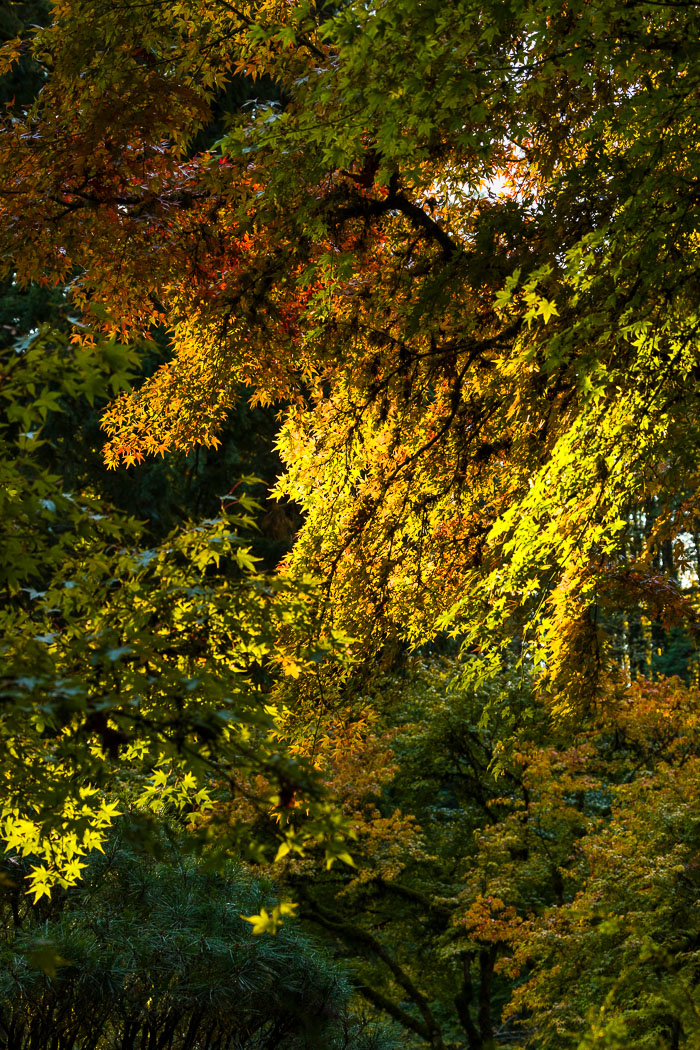 20221109-_MG_2824-HDR.jpg 20221109-_MG_2824-HDR.jpg