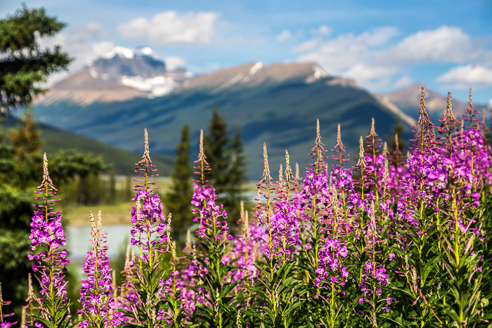 Along the Icefields Parkway - Banff Section Along the Icefields Parkway - Banff Section