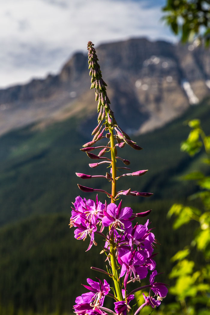 Along the Icefields Parkway - Banff Section Along the Icefields Parkway - Banff Section