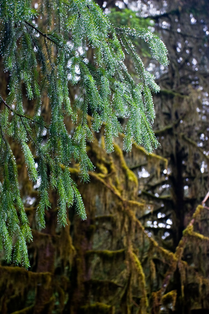 Olympic National Park