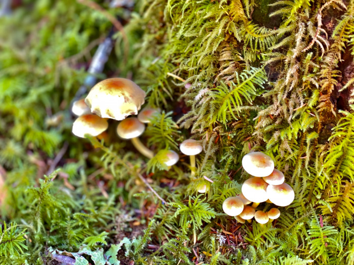 Olympic National Park