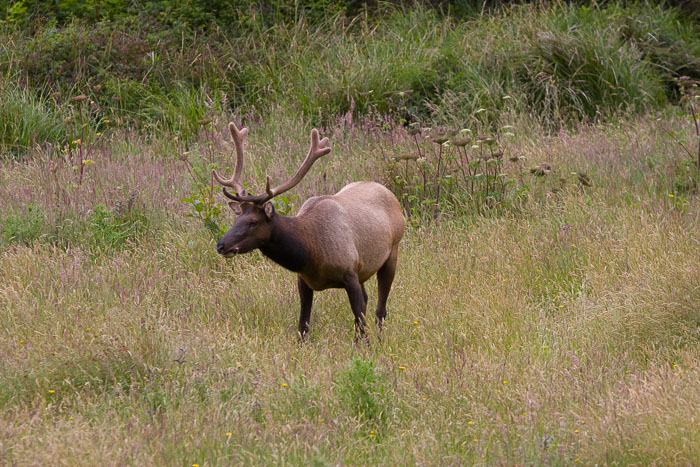 Redwoods National and State Parks