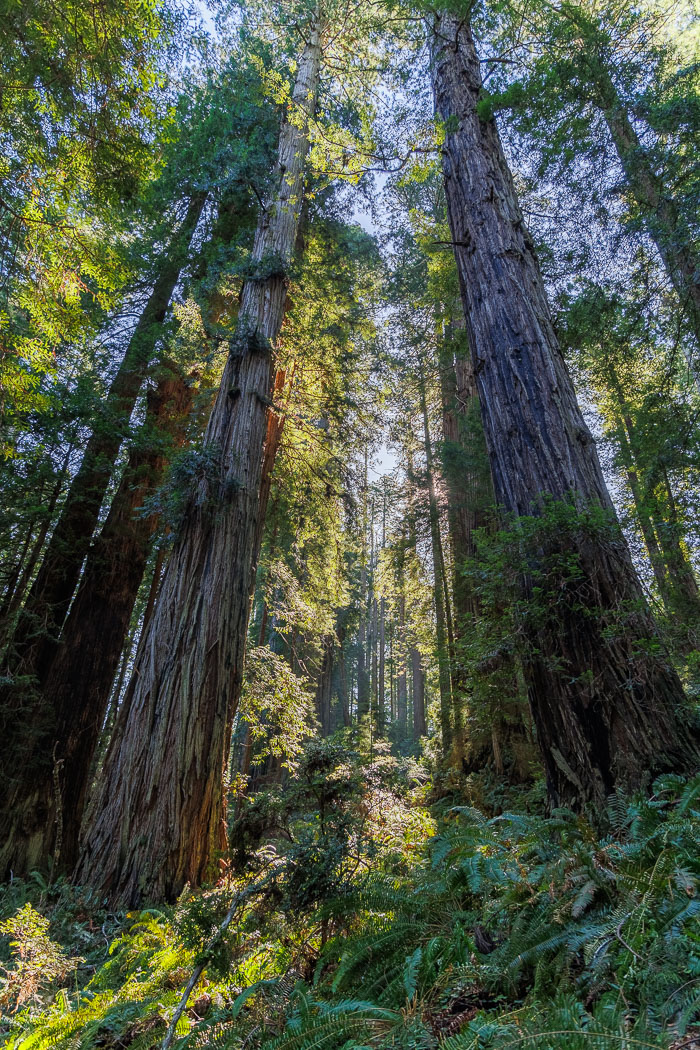 Redwoods National and State Parks