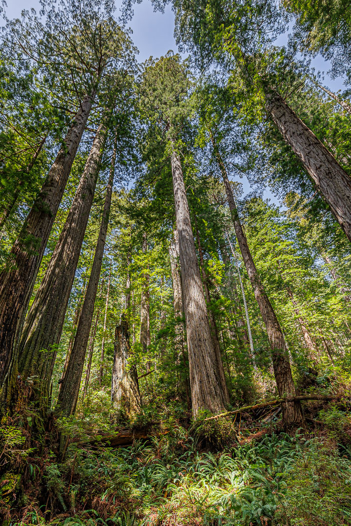 Redwoods National and State Parks