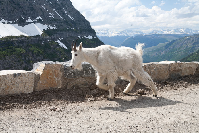 Going To The Sun Rd and Logan Pass