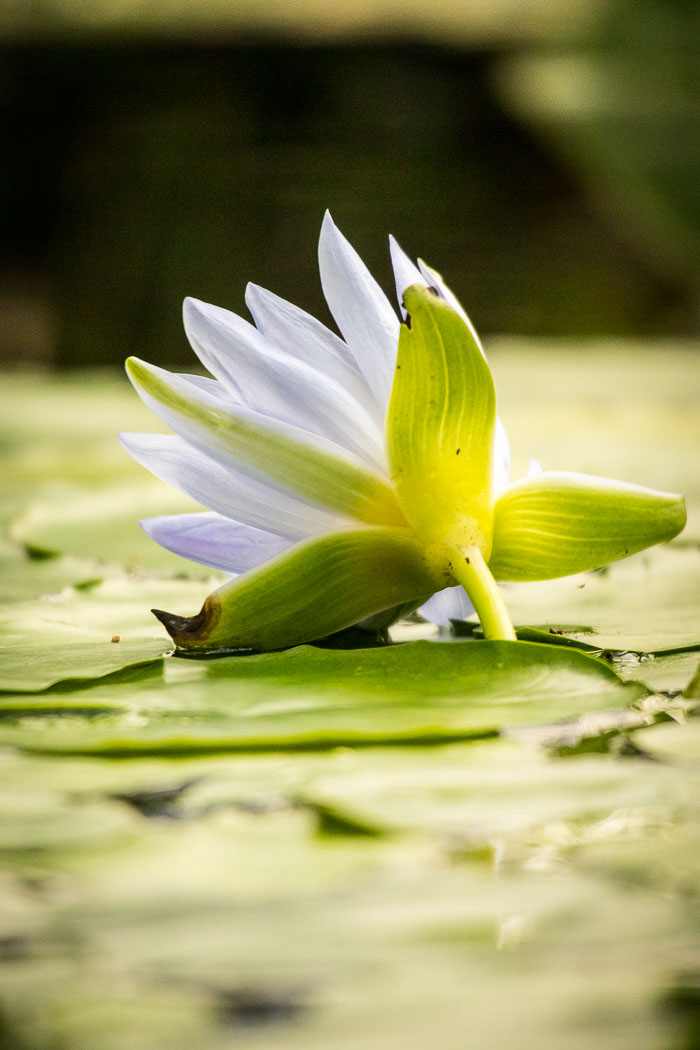 Conservatory of flowers