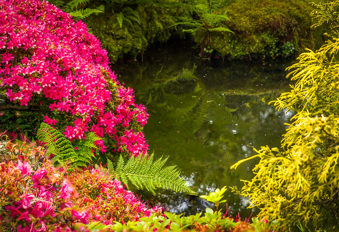 Japanese Tea Garden - Golden Gate Park