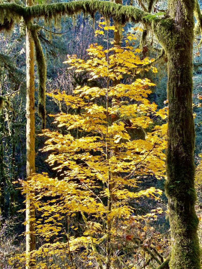 Silver Falls State Park Silver Falls State Park