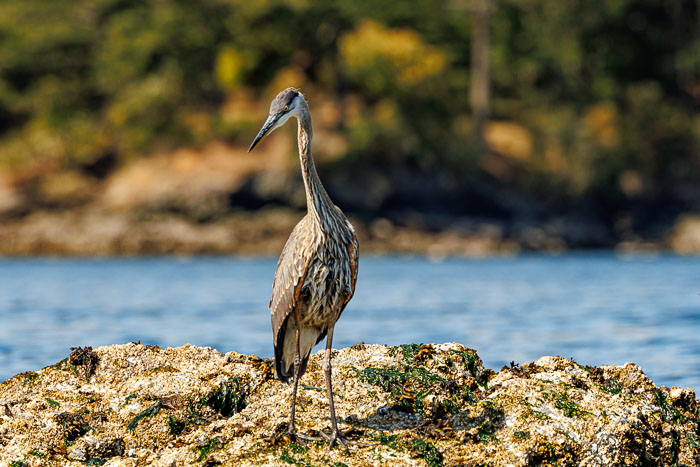 San Juan Islands