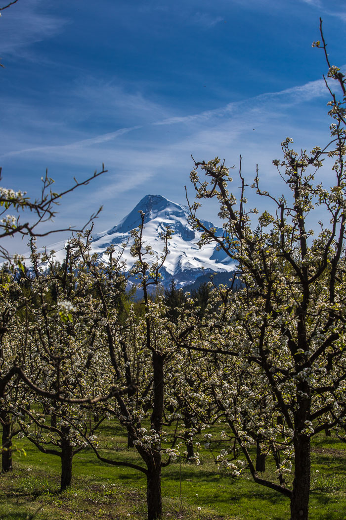 Hood River Valley Blossoms Hood River Valley Blossoms