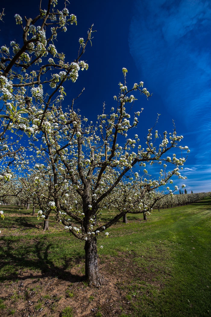 Hood River Valley Blossoms Hood River Valley Blossoms