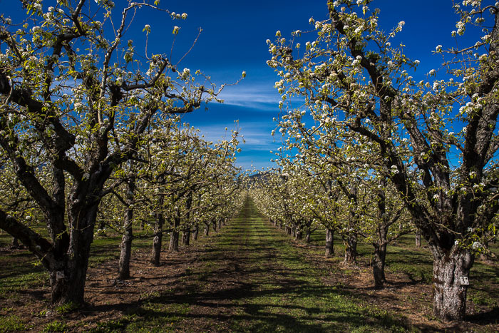 Hood River Valley Blossoms Hood River Valley Blossoms