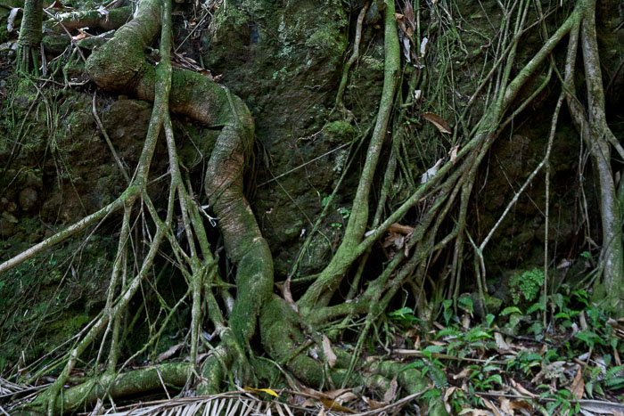 North Kohala, Hāmākua,Hāmākua, North Hilo Districts North Kohala, Hāmākua,Hāmākua, North Hilo Districts