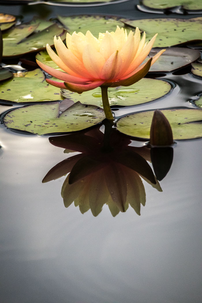 New York Botanical Gardens New York Botanical Gardens